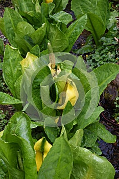 American Skunk-cabbage - Lysichiton americanus at Hilliers Arboretum, Romsey, Hampshire, England, UK.