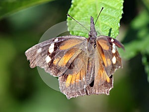 American Snout Butterfly