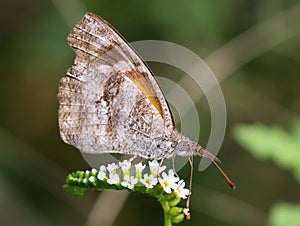 American Snout Butterfly - Libytheana carinenta