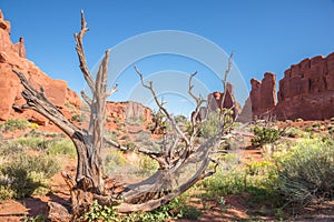 American Southwest Desert Landscape Red Sandstone