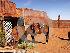 American Southwest, Horse in Desert Landscape