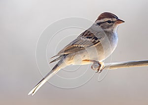 American Sparrow Perched