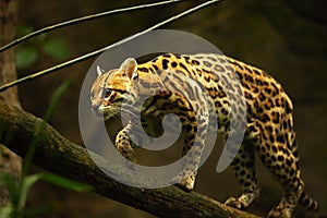 The American spotted cat Leopardus pardalis walking on the branche. Dark background