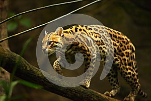 The American spotted cat Leopardus pardalis walking on the branche. Dark background photo