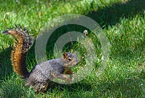 American squirrel in jump. Green grass background