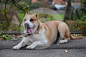 American stafford with cropped ears