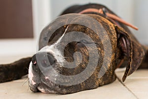 American stafford shire terrier sleeping at the veterinary clinic