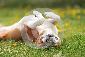 American Stafford Terrier laying on back