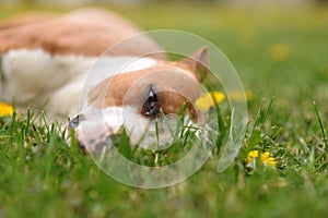 American Stafford Terrier laying on the grass