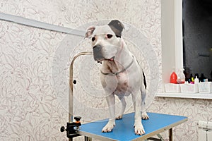 The American Stafford Terrier stands on the grooming table