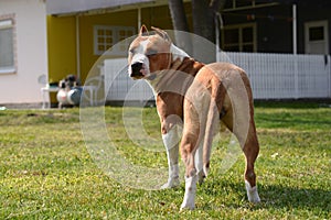 American Stafford Terrier  staying on bakyard