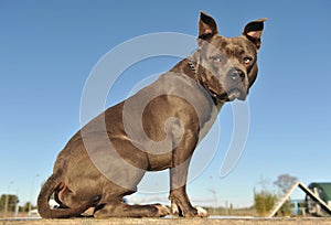 American Staffordshire Bull Terrier