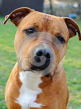 American Staffordshire bull terrier