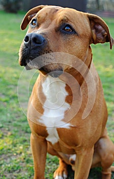 American Staffordshire bull terrier