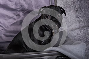 American Staffordshire Bull Terrier dog puppy is in a suitcase on gray background