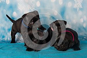 American Staffordshire Bull Terrier dogs puppies on blue background