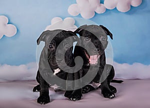 Two American Staffordshire Bull Terrier dogs puppies on blue background