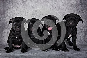 American Staffordshire Bull Terrier dogs puppies on gray background