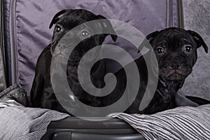 American Staffordshire Bull Terrier dogs puppies in a suitcase on gray background