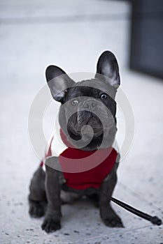 american staffordshire bull terrier with red sweater