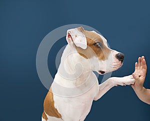 American Staffordshire dog high five. Isolated on blue background