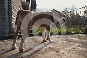 American Staffordshire dog standing and growling