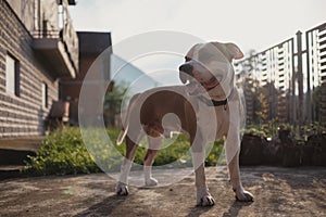 American Staffordshire dog standing and looking to the left