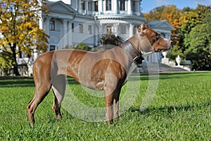 American Staffordshire Pit Bull Terrier