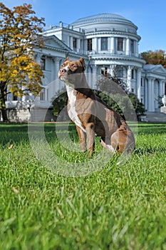 American Staffordshire Pit Bull Terrier