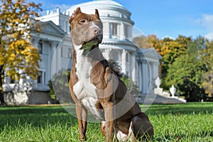 American Staffordshire Pit Bull Terrier