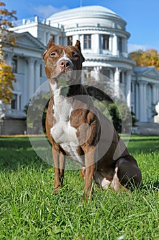 American Staffordshire Pit Bull Terrier