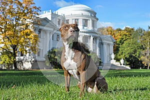 American Staffordshire Pit Bull Terrier