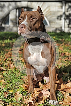 American Staffordshire Pit Bull Terrier