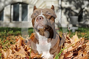 American Staffordshire Pit Bull Terrier