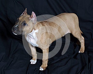 American Staffordshire Pup