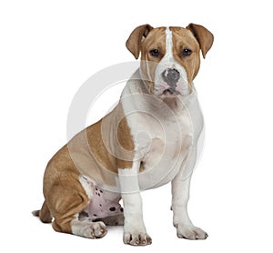 American Staffordshire terrier