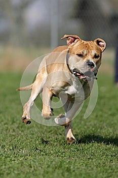 American Staffordshire terrier photo