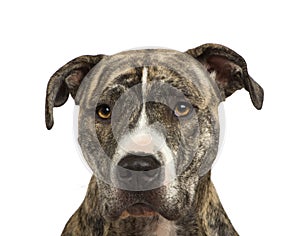 American Staffordshire terrier (18 months)