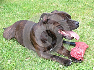 American Staffordshire Terrier 2/2