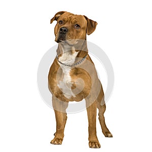 American Staffordshire terrier (2 years)