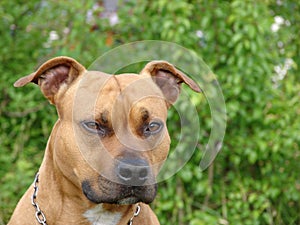 American Staffordshire Terrier