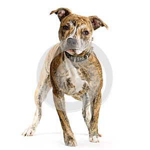 American Staffordshire terrier