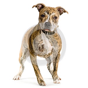 American Staffordshire terrier