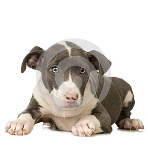 American Staffordshire terrier