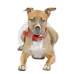 American Staffordshire terrier