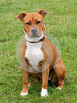 American Staffordshire Terrier