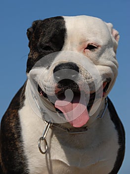 American staffordshire terrier