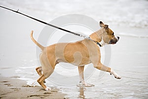 American staffordshire terrier