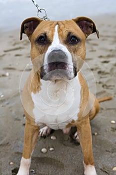 American staffordshire terrier