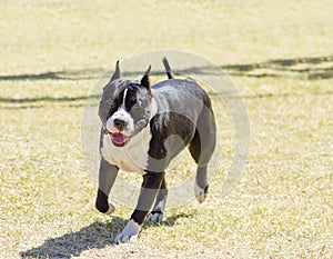 American Staffordshire Terrier